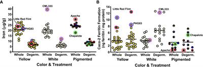 Iron bioavailability of maize (Zea mays L.) after removing the germ fraction